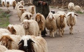 Pasterz wyrusza na wypas z owcami w Mismyeh - miejscu, w którym św. Paweł spędził trzy lata po nawróceniu.