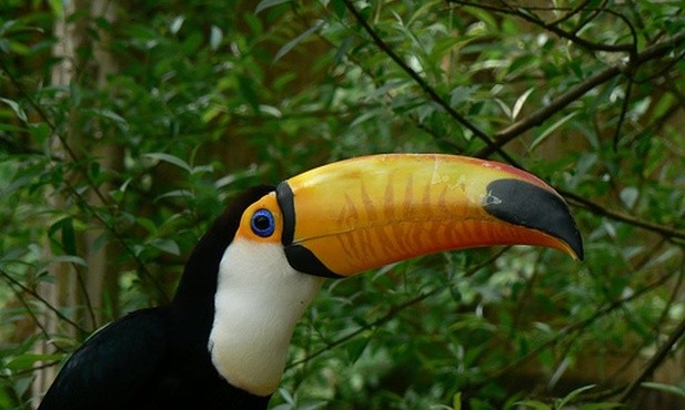 Po co tukanom takie duże dzioby?