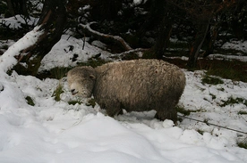 Polarne mrozy w Argentynie