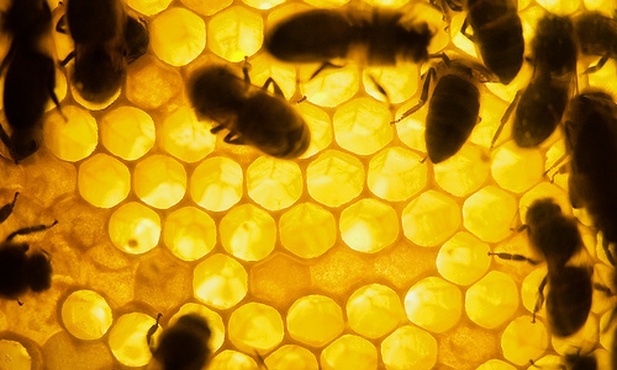 Pszczoły ostrzegają się przed niebezpieczeństwem
