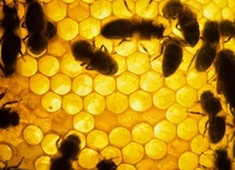 Czujne pszczoły