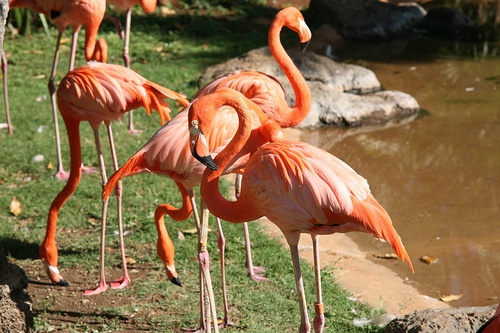 Dlaczego flamingi stoją na jednej nodze?