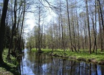 Puszcza Białowieska