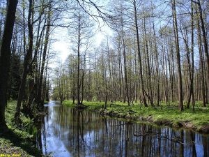 Puszcza Białowieska