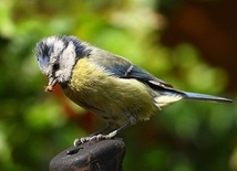 Sikorki używają ziół do dezynfekcji gniazd