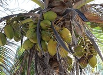 "Kokosy" za maszynę do zbierania kokosów