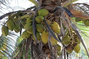"Kokosy" za maszynę do zbierania kokosów