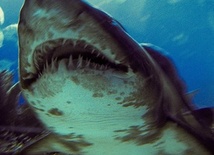 Zęby rekinów mówią o klimacie