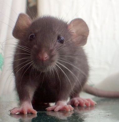 Nowy gatunek wielkiego szczura