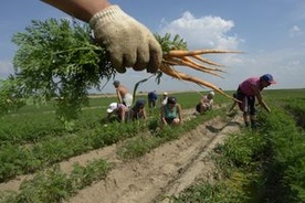 Sprzedadzą państwową ziemię?