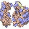 Chemiczny Nobel 2009: Rybosomy - fabryki białek