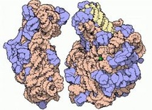 Chemiczny Nobel 2009: Rybosomy - fabryki białek