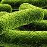 Uczmy się od… bakterii