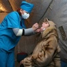 Ukraina: Nowy bilans epidemii grypy