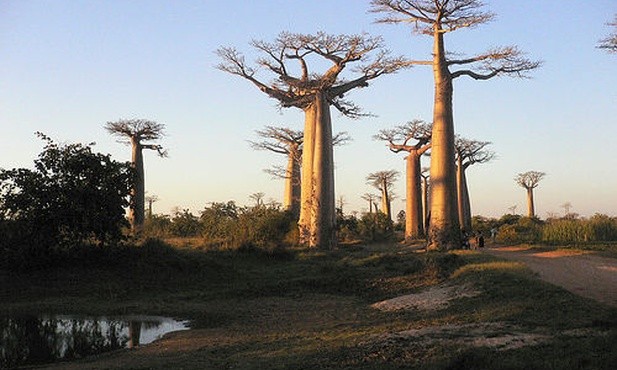 Madagaskar - "polska" wyspa