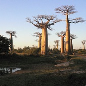 Madagaskar - "polska" wyspa