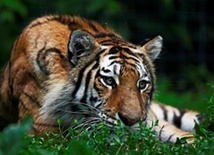 Indie: Tygrysy zagrożone