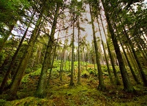 Najpiękniejszy polski park