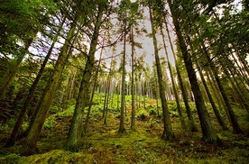 Najpiękniejszy polski park