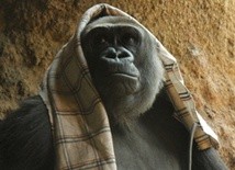 Najstarszy goryl w niewoli skończył 53 lata