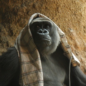 Najstarszy goryl w niewoli skończył 53 lata