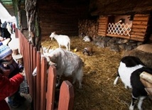 Szopka bożonarodzeniowa z chorzowskim ZOO