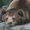 Bieszczadzkie niedźwiedzie zapadły w sen zimowy