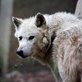 Szwecja: Ruszył sezon polowań na wilki