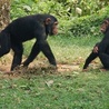 Szympansie sztućce
