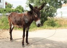 Bułgaria: Czy osioł jest narkomanem?