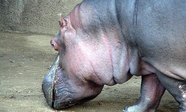 Hipopotam uciekł z zoo