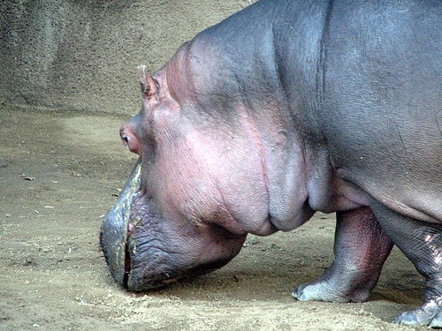 Hipopotam uciekł z zoo