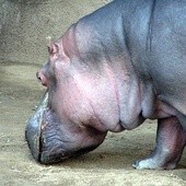 Hipopotam uciekł z zoo