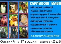 Małpy w kościele...