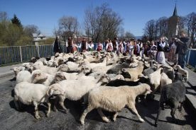 Coraz mniej owiec w Polsce