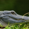 Wielki krokodyl postrachem praludzi
