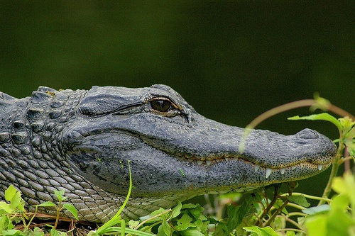 Wielki krokodyl postrachem praludzi