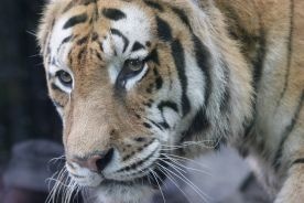 Chiny: Zoo zagłodziło 11 tygrysów