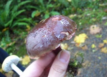 Leśnicy sadzą maślaki