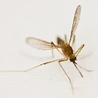 Denga atakuje Amerykę Łacińską