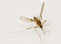 Denga atakuje Amerykę Łacińską