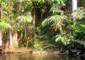 Nowe gatunki na Borneo