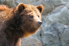 Niedźwiedzica z małymi w Zakopanem