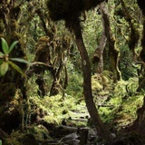 Ruwenzori