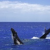Pozew za nielegalne połowy wielorybów