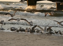 Ptaki morskie przenoszą metale ciężkie