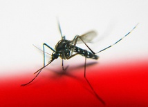 Plaga komarów