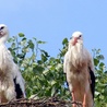 Polskie bociany widziane w Sudanie