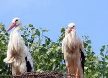 Polskie bociany widziane w Sudanie