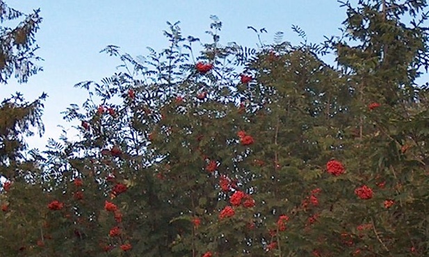 Drapieżniki rozsiewają nasiona roślin